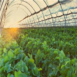 Agricultural Storage Greenhouse